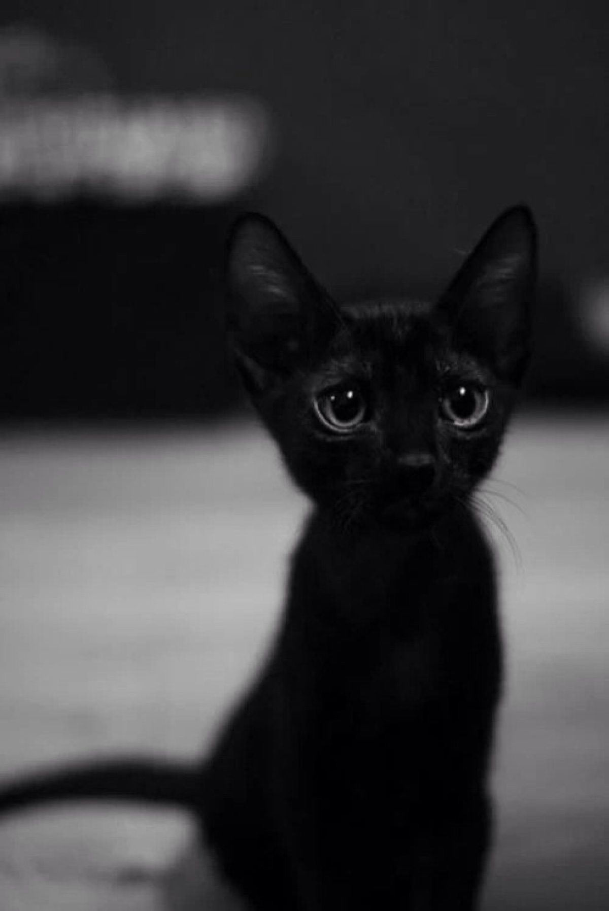 Black Bombay Kitten Sitting