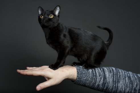 Black Bombay Kitten Standing On Arm