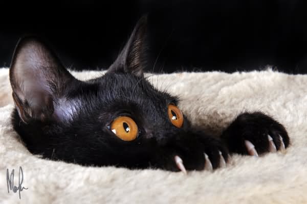 Black Bombay Kitten With Yellow Eyes