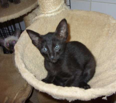 Black Bombay Kitten