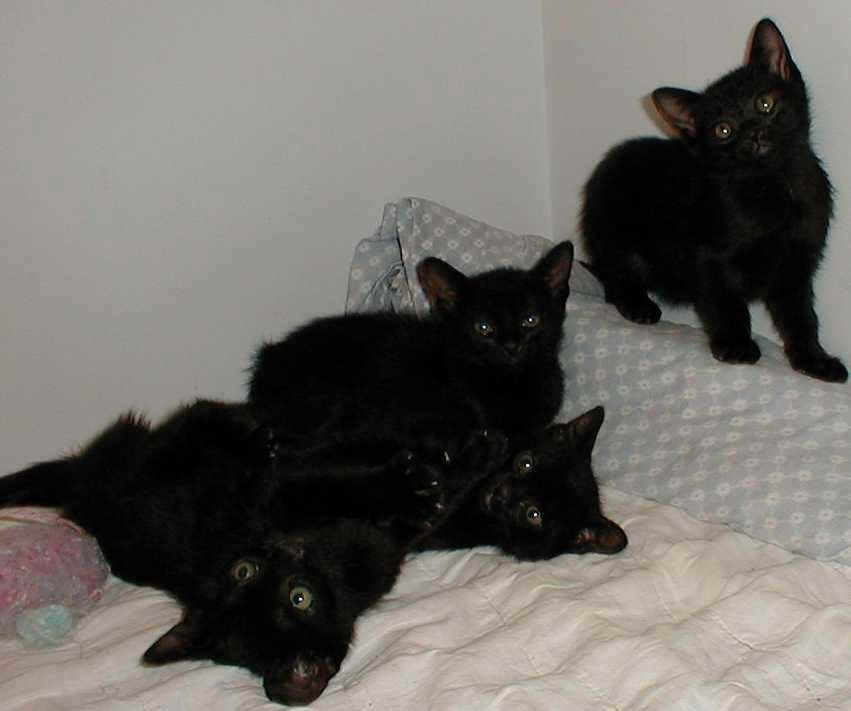 Black Bombay Kittens Picture