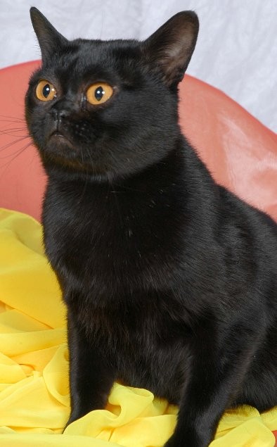 Black Fluffy Bombay Cat Sitting