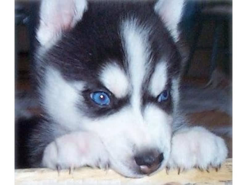 Blue Eyed Cute Siberian Husky Puppy