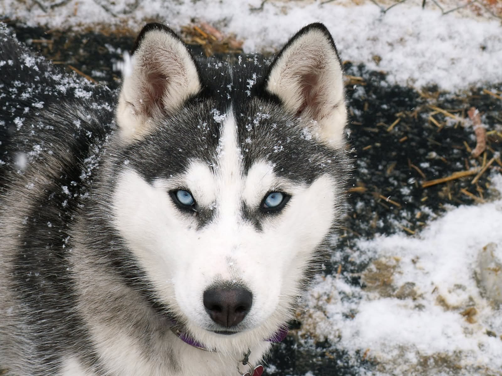 Blue Eyed Siberian Husky Dog Looking At You