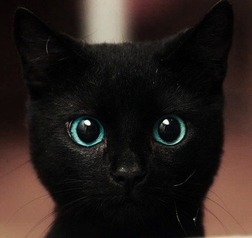 Blue Eyes Black Bombay Kitten Face