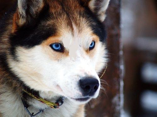 Blue Eyes Siberian Husky Dog Face