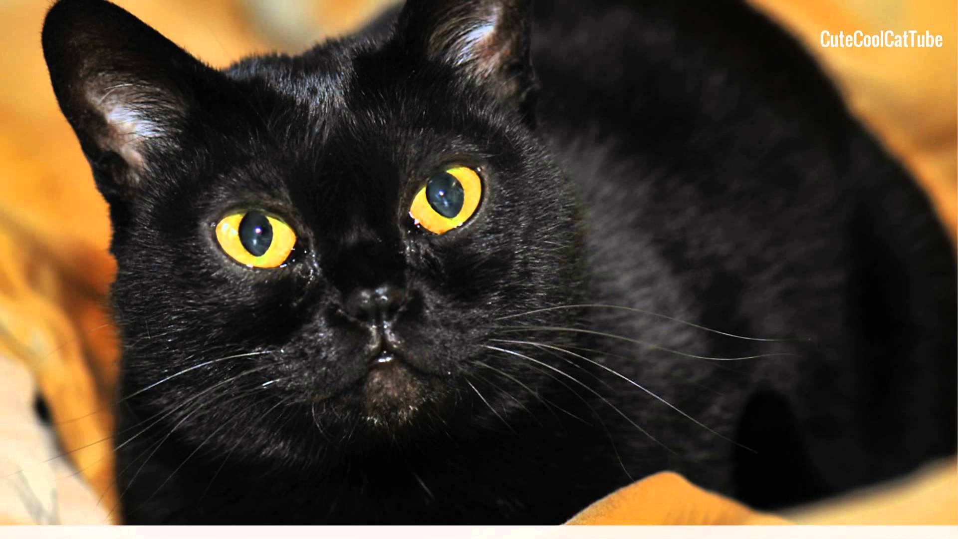 Bombay Cat Close Up Picture
