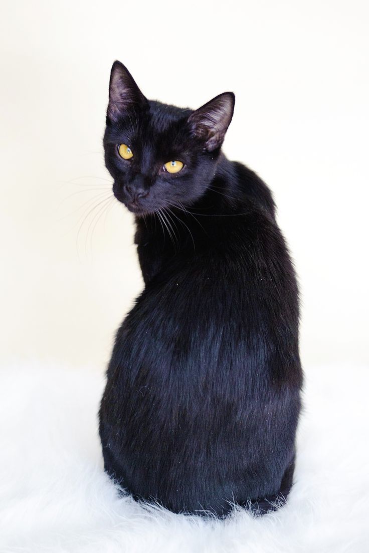 Bombay Cat Looking Back
