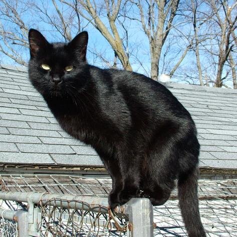 Bombay Cat Sitting On Railing Picture