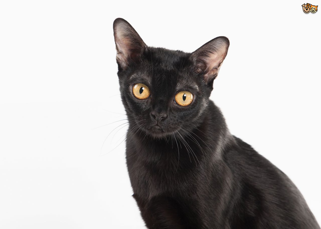 Bombay Cat Sitting Picture