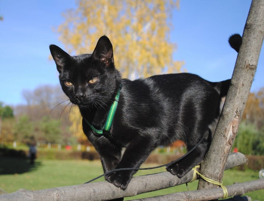Bombay Cat Walking On Tree
