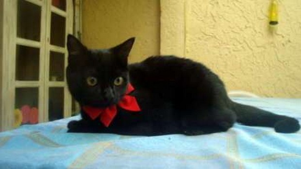 Bombay Kitten Wearing Red Bow Laying