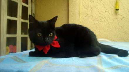 Bombay Kitten With Red Bow