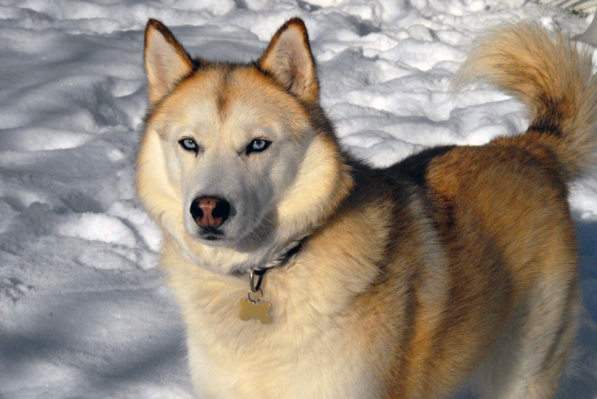 Brown Siberian Husky Dog In Snow