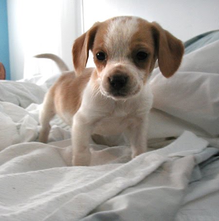 Cute Beagle Puppy On Bed