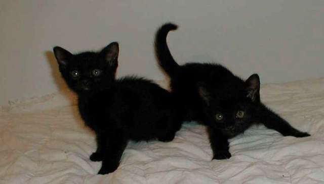 Cute Black Bombay Kittens On Bed