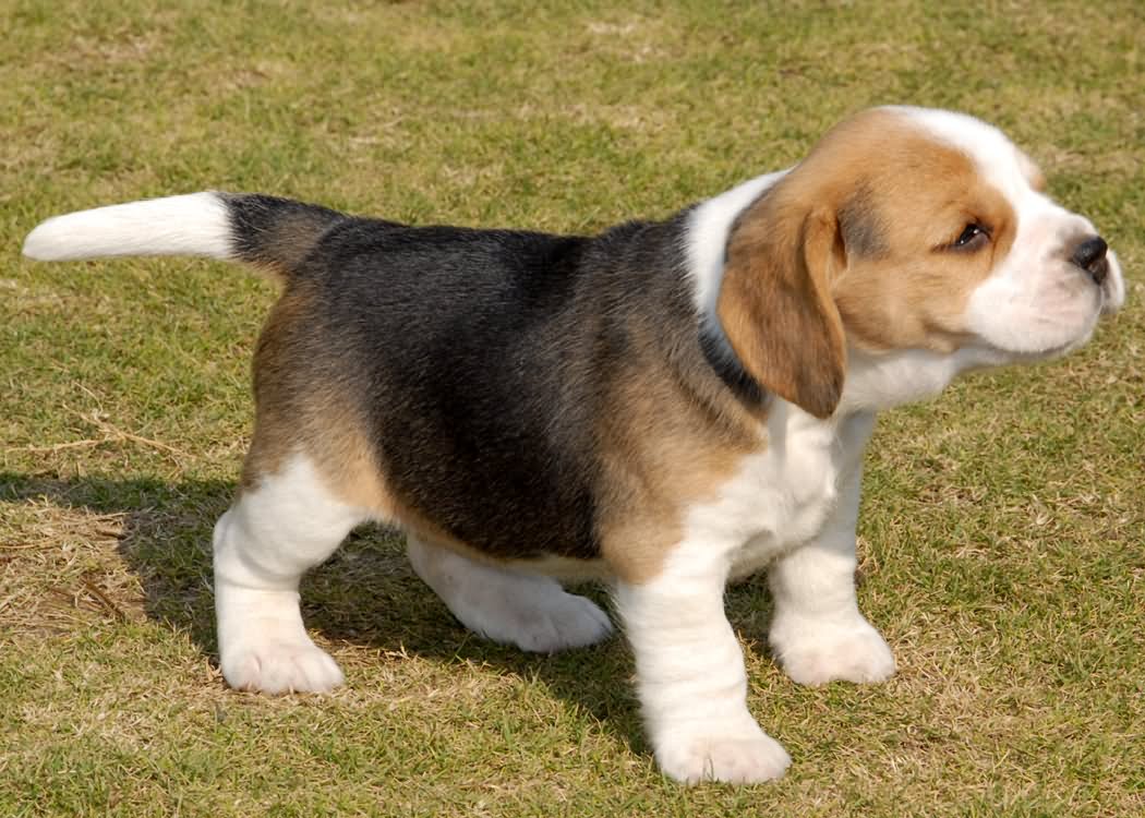 Cute Little Beagle Puppy In Garden