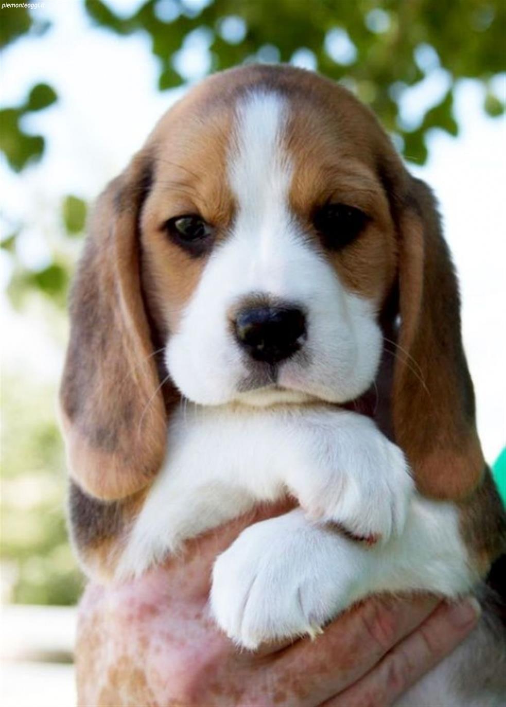 Cute Little Beagle Puppy In Hand