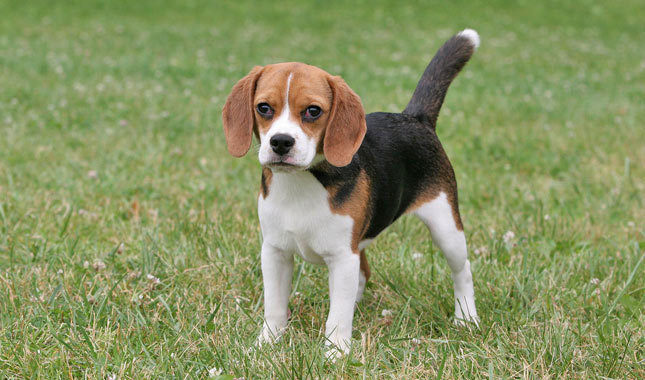 Cute Little Beagle Puppy Outside
