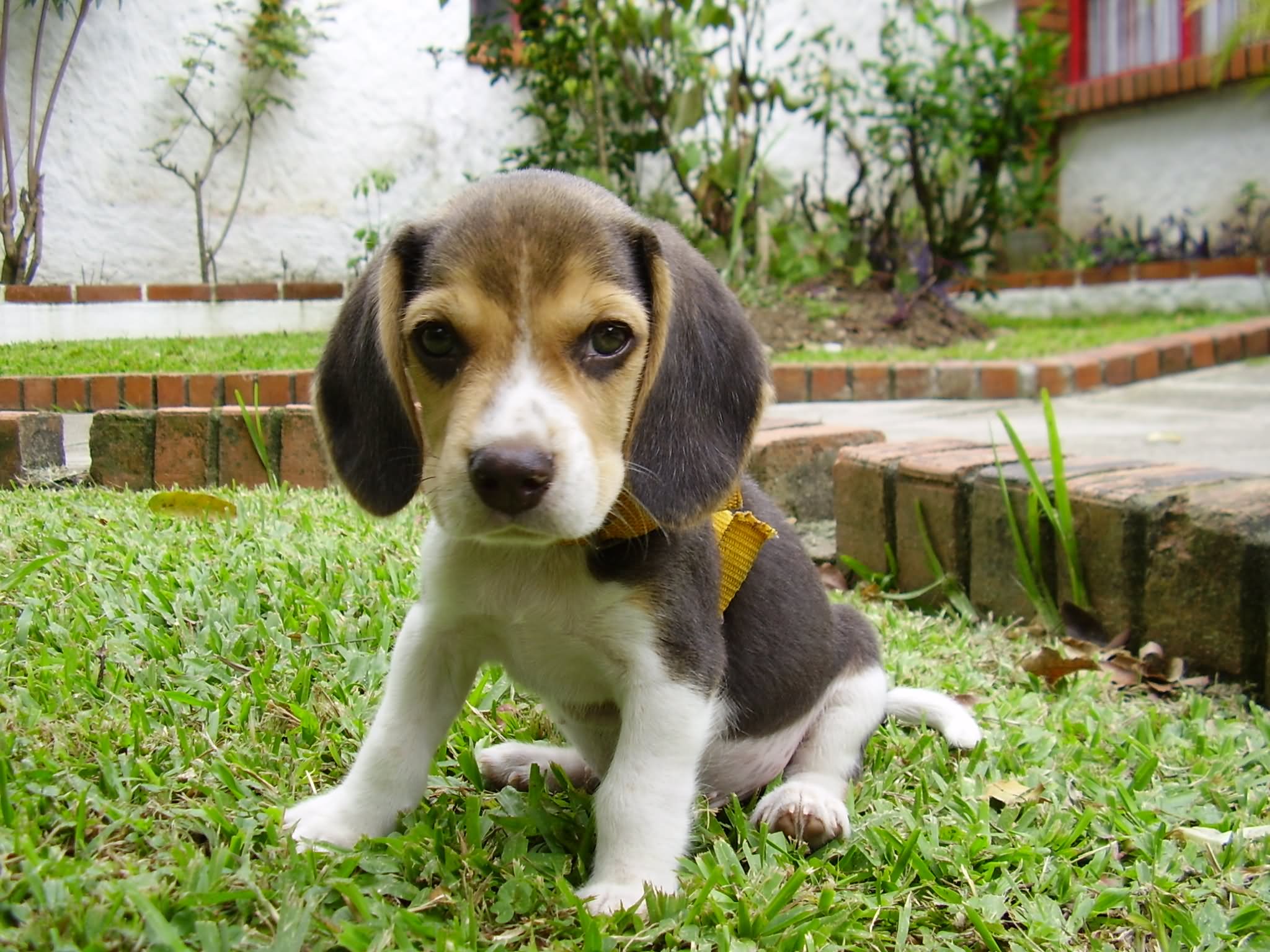 Cute Little Beagle Puppy Sitting On Grass