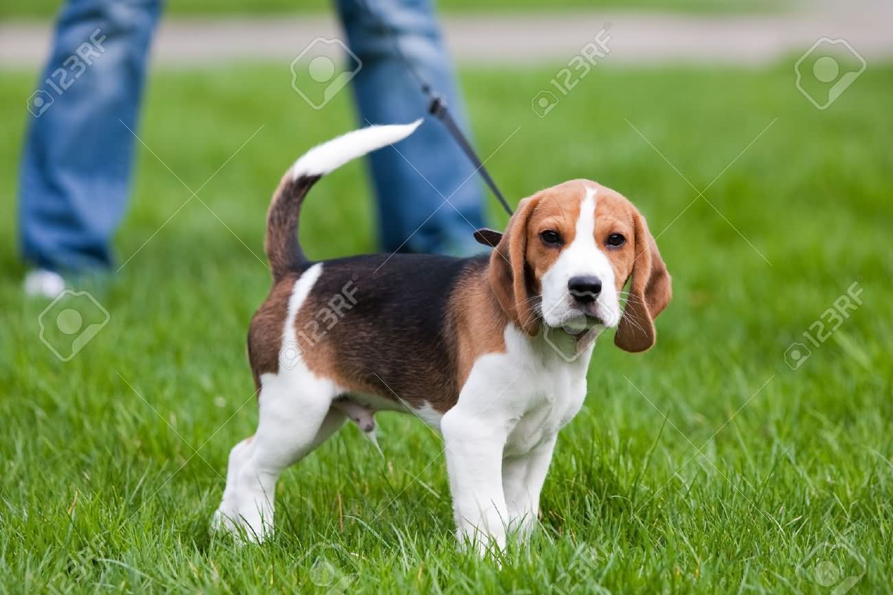 Cute Male Beagle Puppy On Grass
