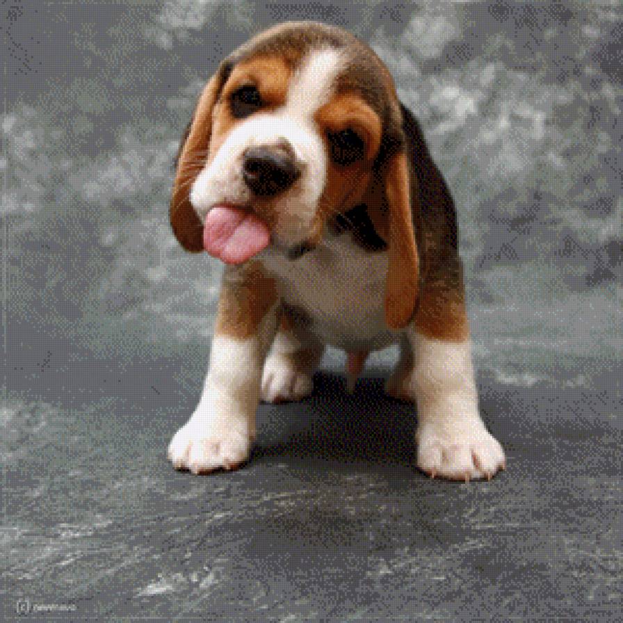 Cute Male Beagle Puppy With Tongue Out