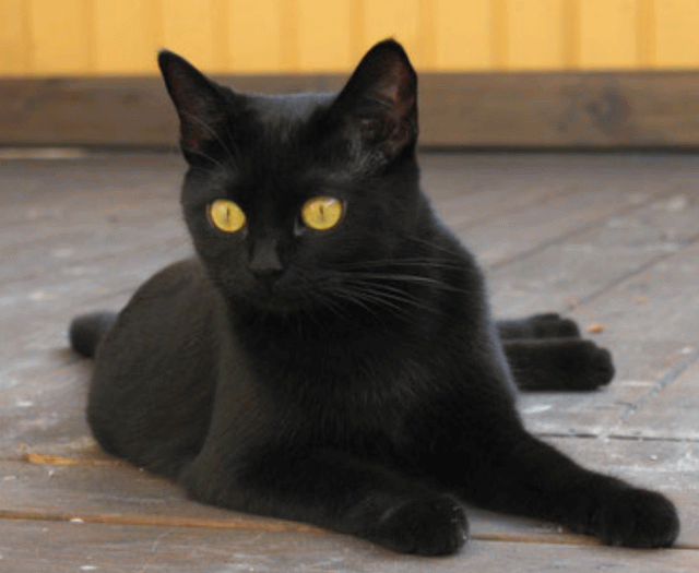 Dark Black Bombay Cat Sitting