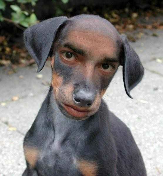 Dog Man Face Funny Photoshopped Image
