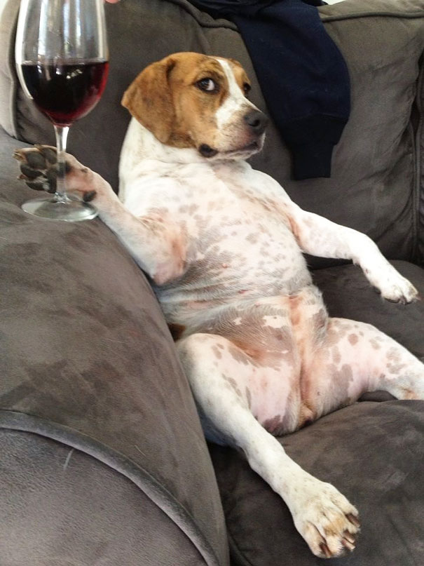 Dog With Wine Glass Funny Image