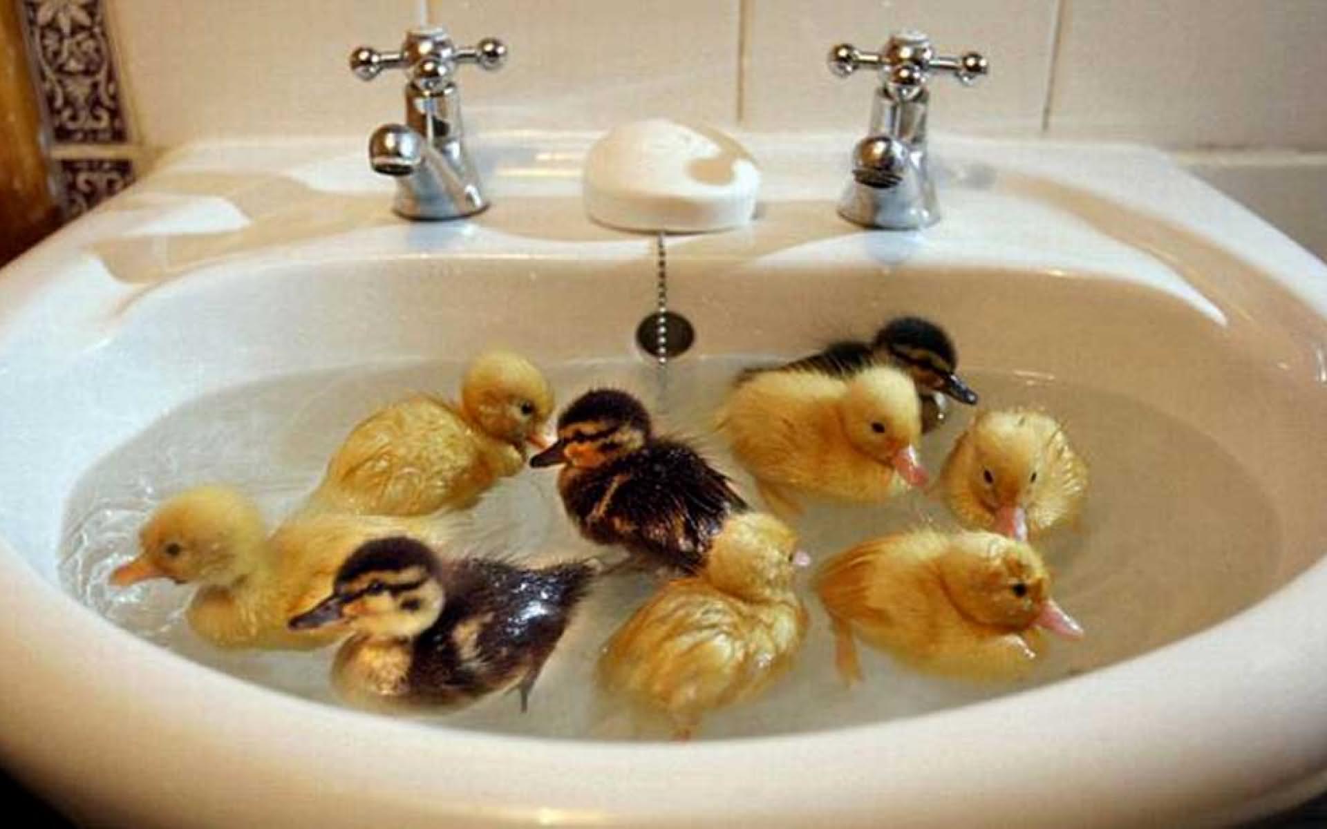 Ducklings In Sink Funny Image