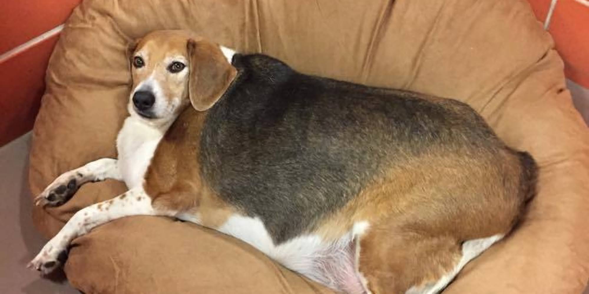 Fat Beagle Dog Laying