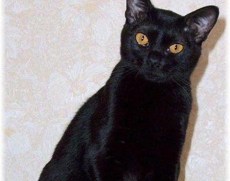 Female Black Bombay Cat Photo