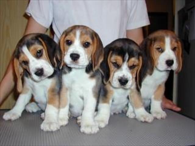 Four Beagle Puppies