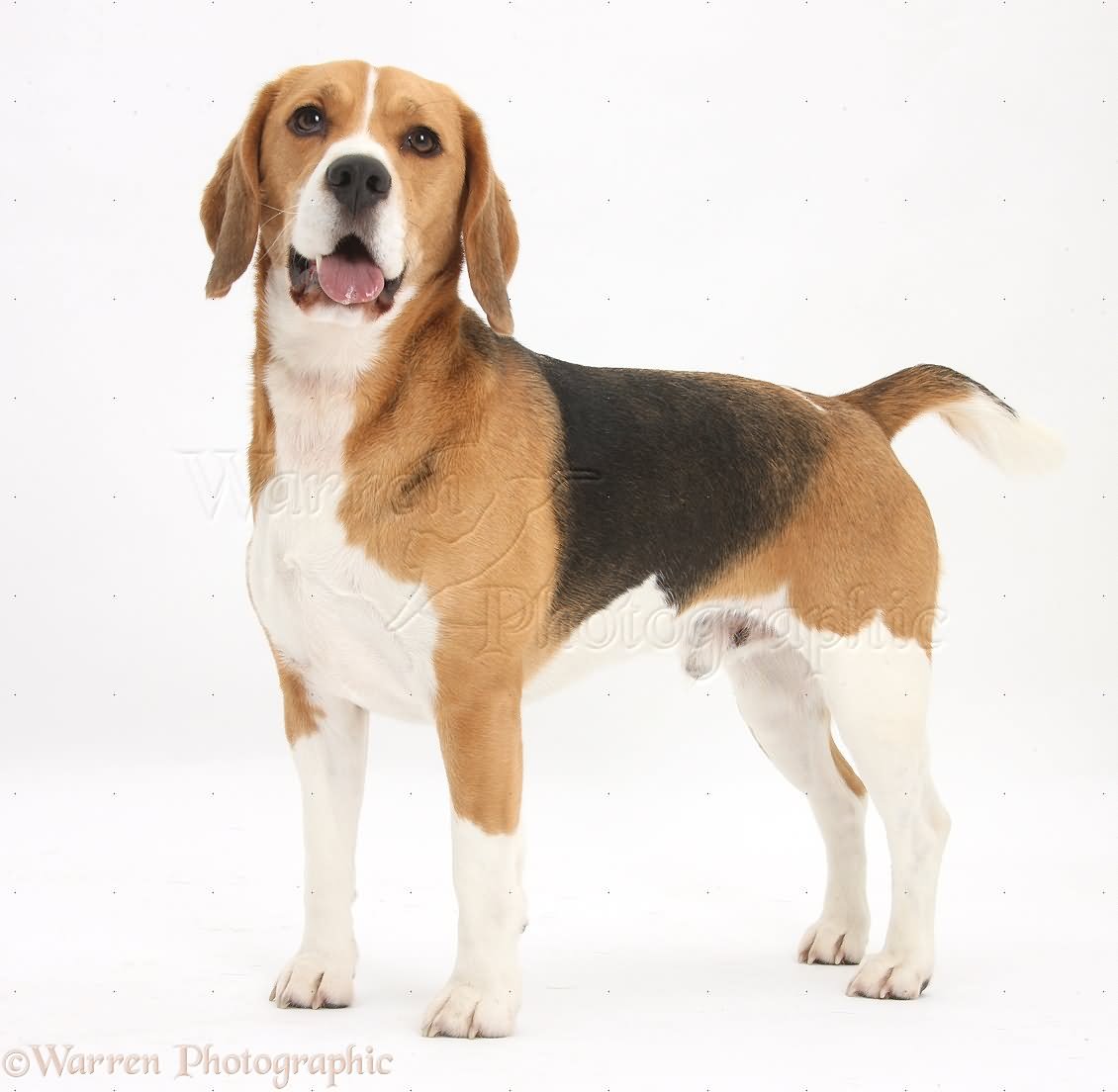 Full Grown Beagle Dog Standing