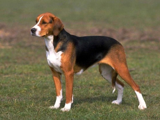 Full Grown Beagle Dog