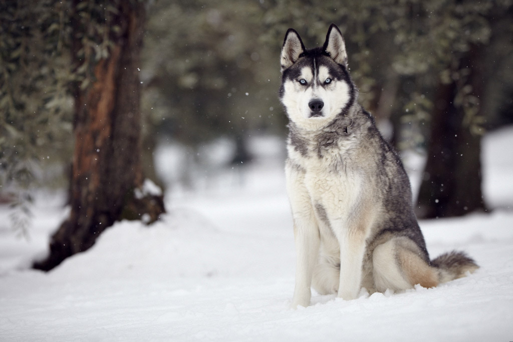 Full Grown Siberian Husky Dog Sitting In Snow