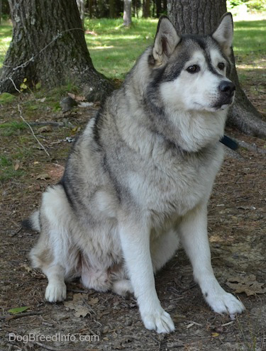 Full Grown Siberian Husky Dog Sitting