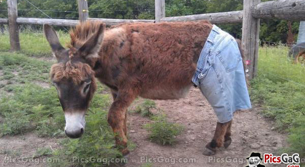 Funny Donkey Wearing Half Pant