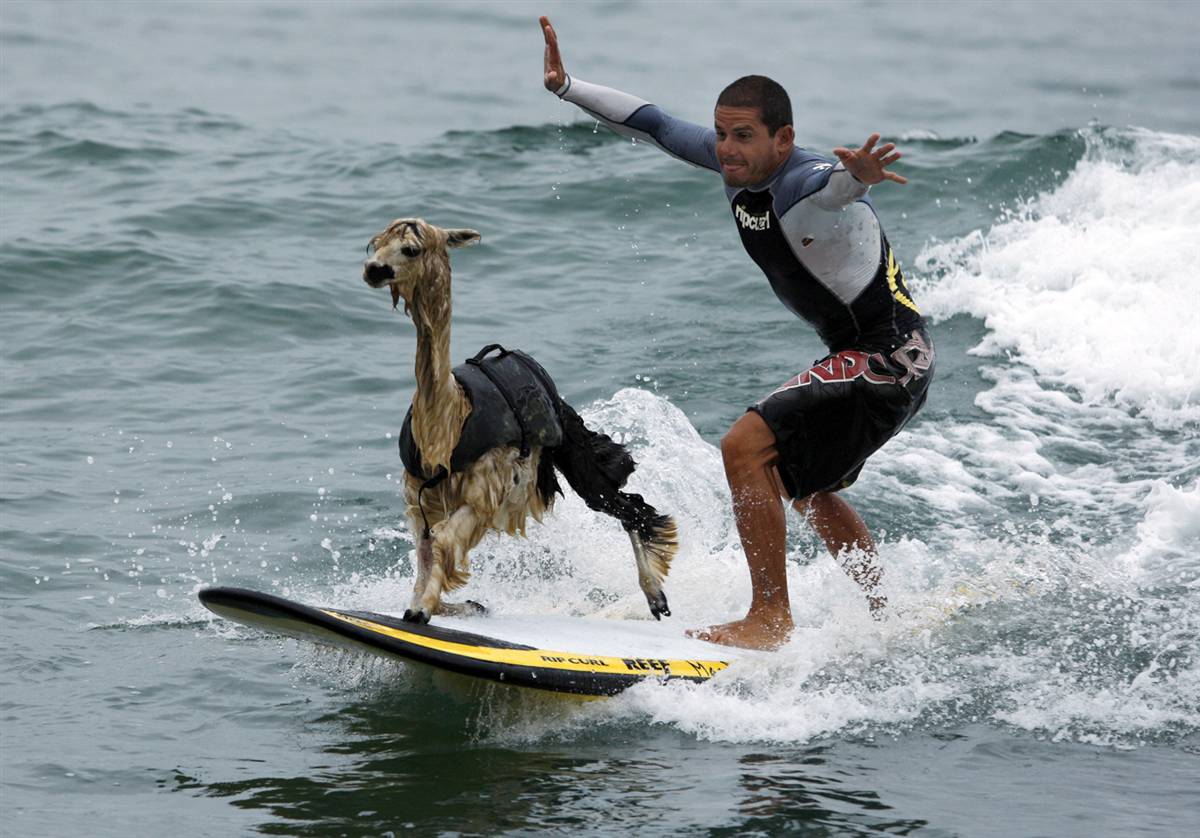Funny Surfing Image