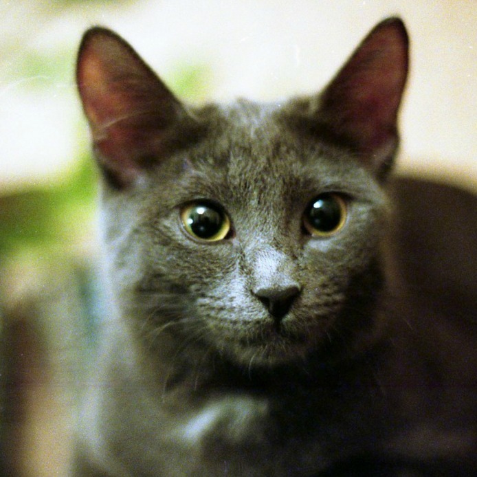 Grey Bombay Cat Face
