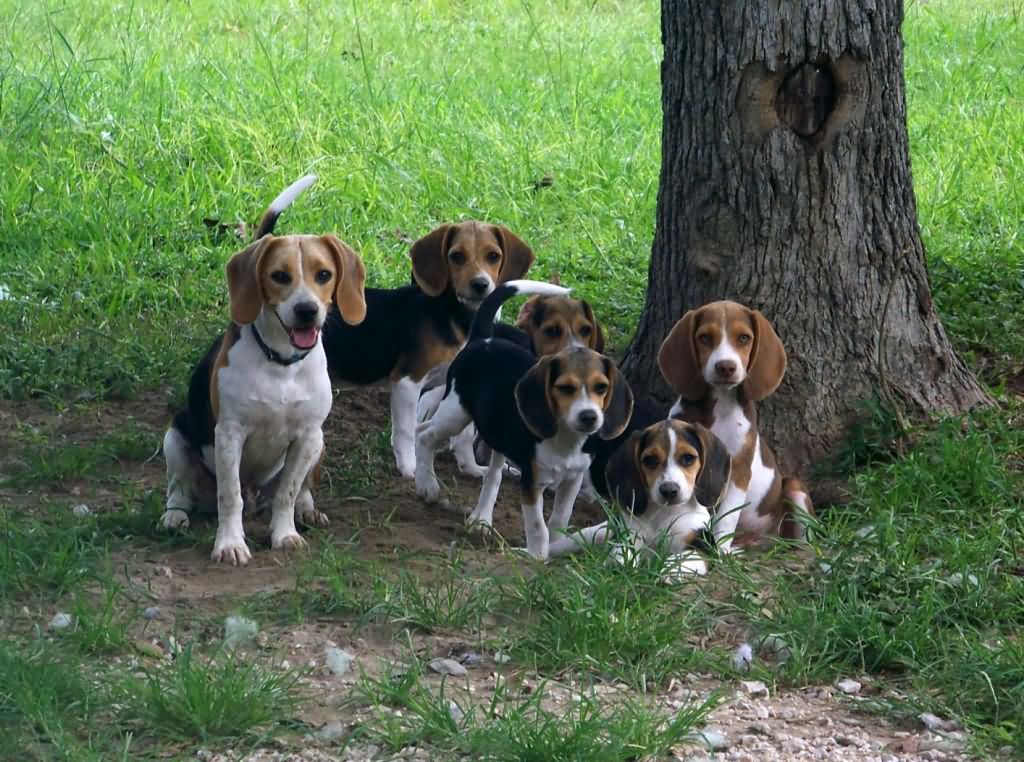 Group Of Beagle Dogs Sitting Under Tree