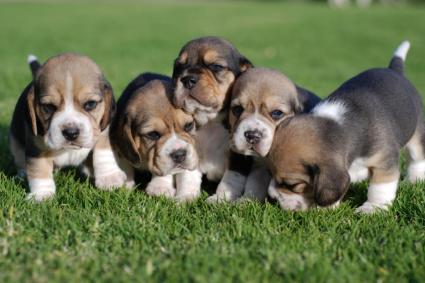 Group Of Beagle Puppies In Garden