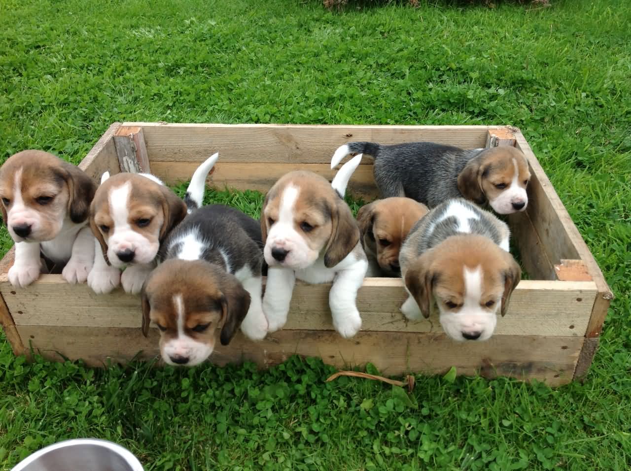 Group Of Beagle Puppies