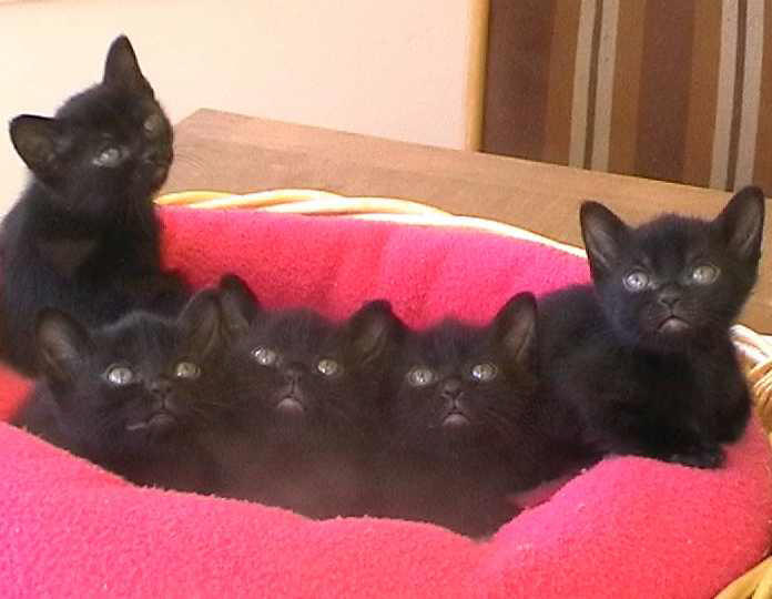 Group Of Bombay Cat Kittens