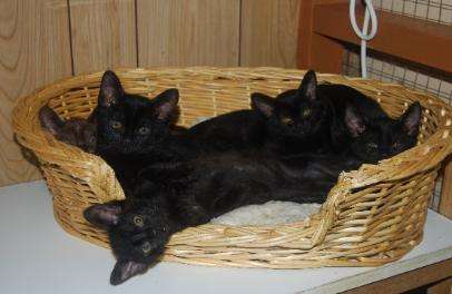 Group Of Bombay Kittens In Basket