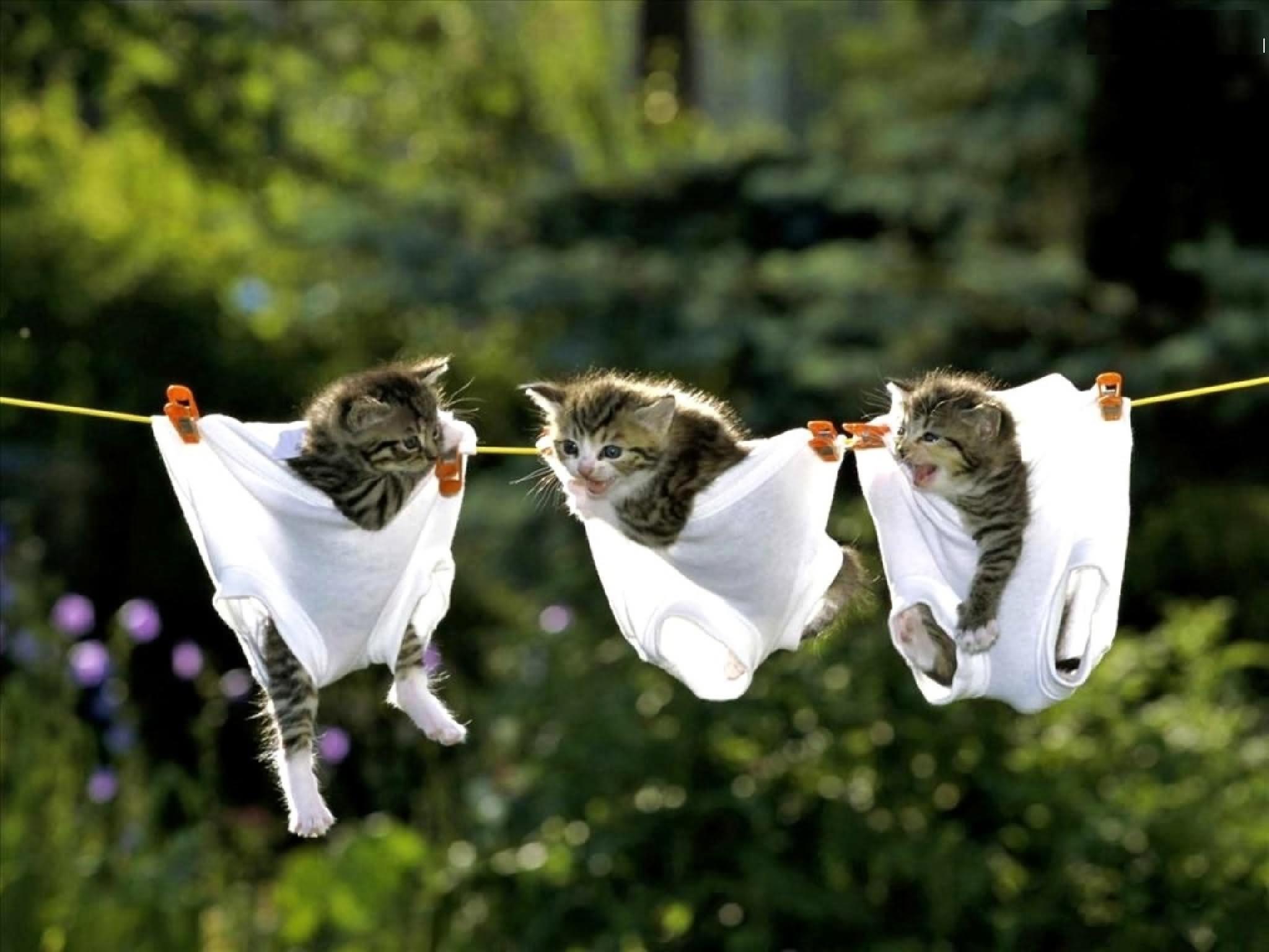 Hanging Kittens In Underwear Funny Image
