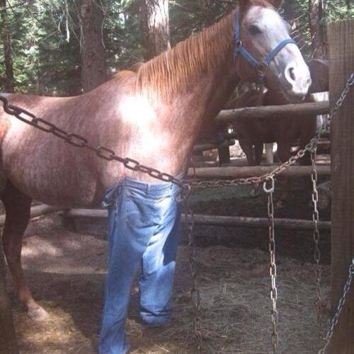 Horse Wearing Jean Pant Funny Picture