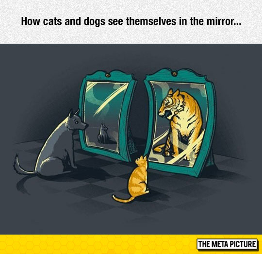 How Cats And Dogs See Themselves In Mirror Funny Image