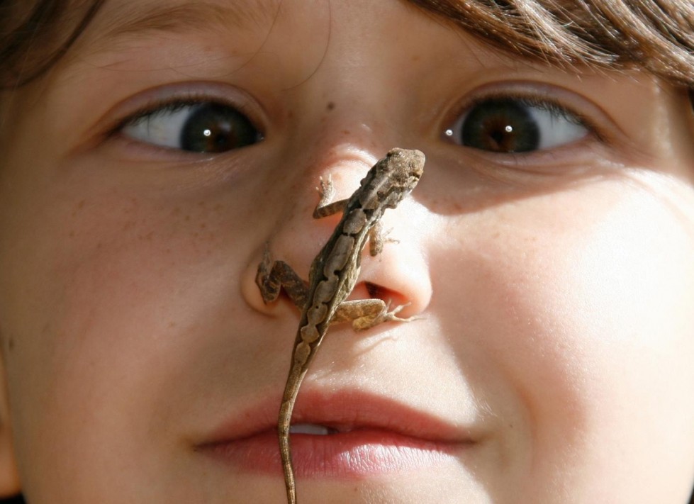 Lizard On Nose Funny Picture