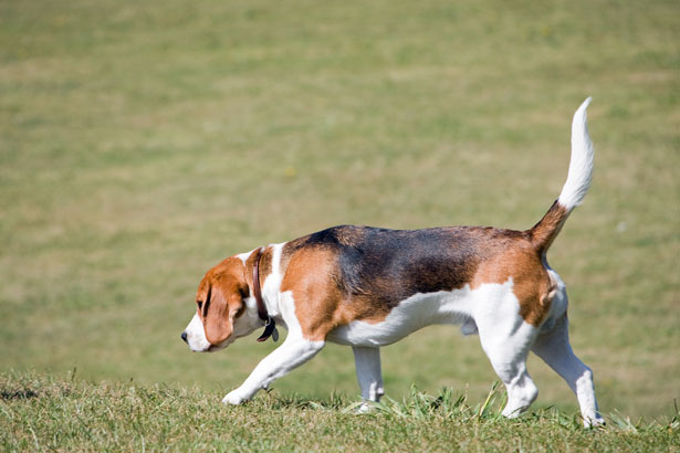 Male Beagle Dog In Garden